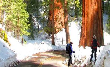 winter in Yosemite Giant Sequoias in the snow .jpg